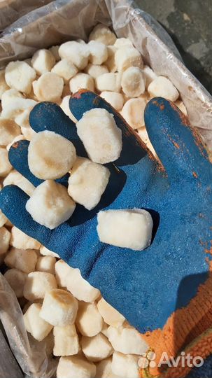 Гребешок Курильский