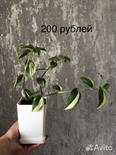 Традесканции разные сорта