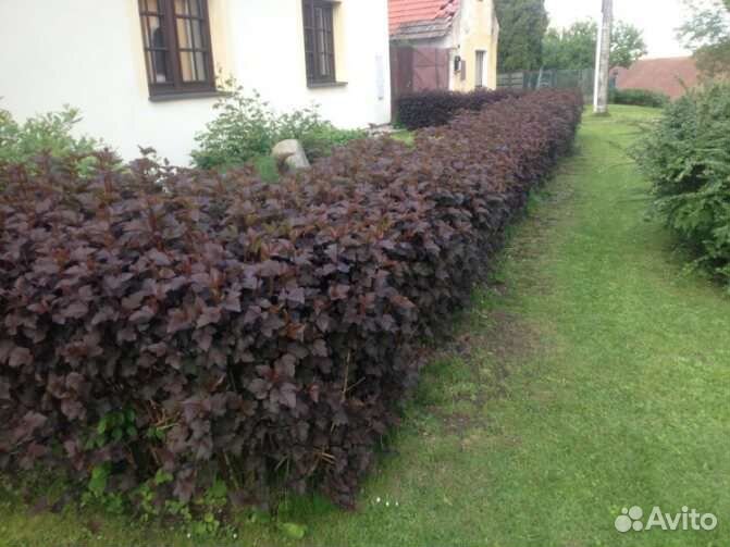 Пузыреплодник