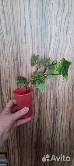 Плющ хедера пестролистный