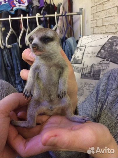 Сурикат малыш