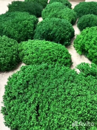 Мох кочки королевские производство