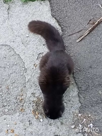 Пушистый котик