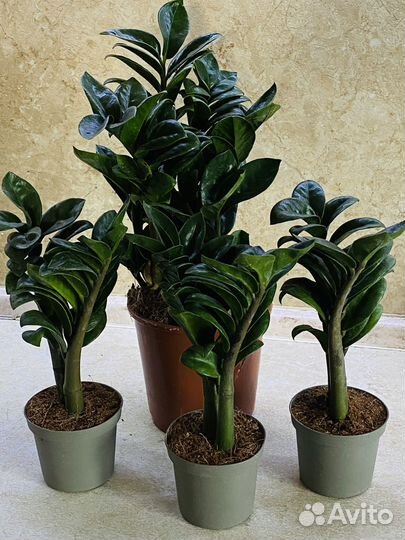 Замиокулькасы Зензи и Черный Равен