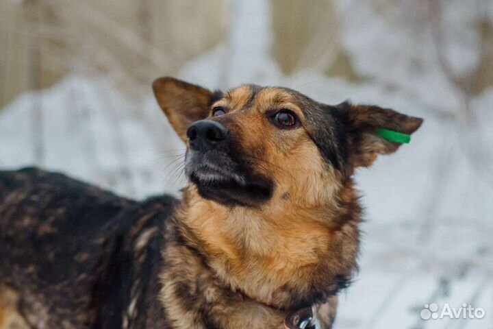 Собака Дюша в добрые руки