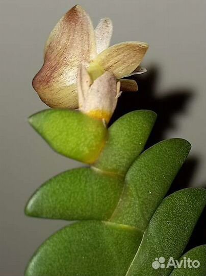 Орхидея Dendrobium leonis Ваниль