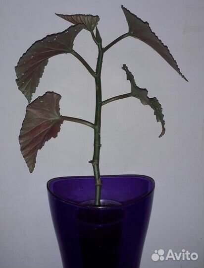 Бегония Пятнистая Вечноцвет Сциндапсус Хлорофитум