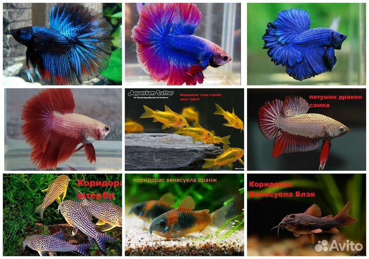 Гуппи,сомики,петушки,креветки,растения,улитки,корм