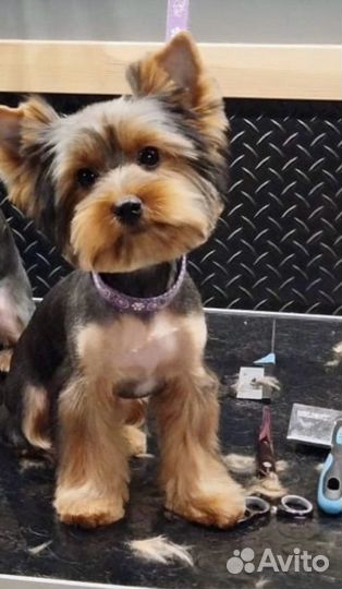 Йоркширский терьер мальчик