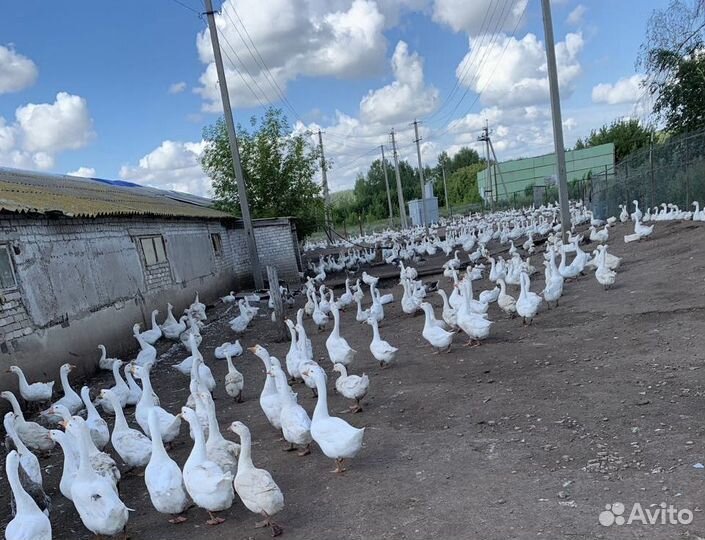 Гуси взрослые