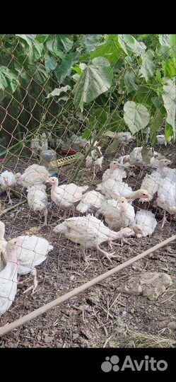 Индюшата биг премиум