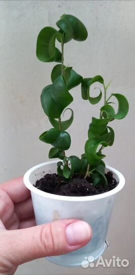 Фикус бенджамина барок