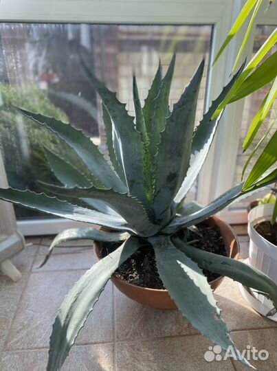 Голубая Агава