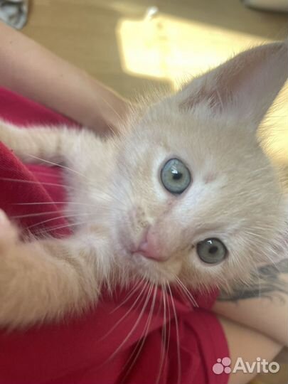 Котенок мальчик бесплатно