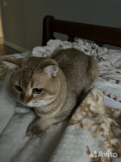 Шотландский кот вязка