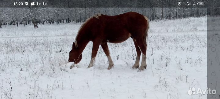 Жеребчик советский тяж