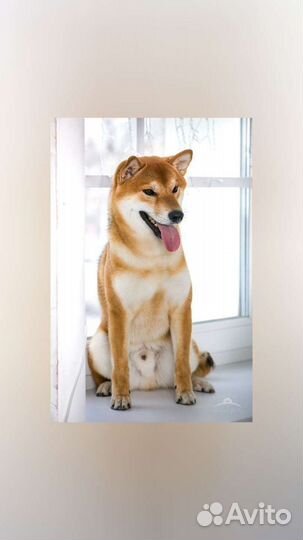 Вязка сиба ину