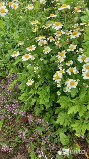 Пиретрум девичий (ромашка, нивянник)