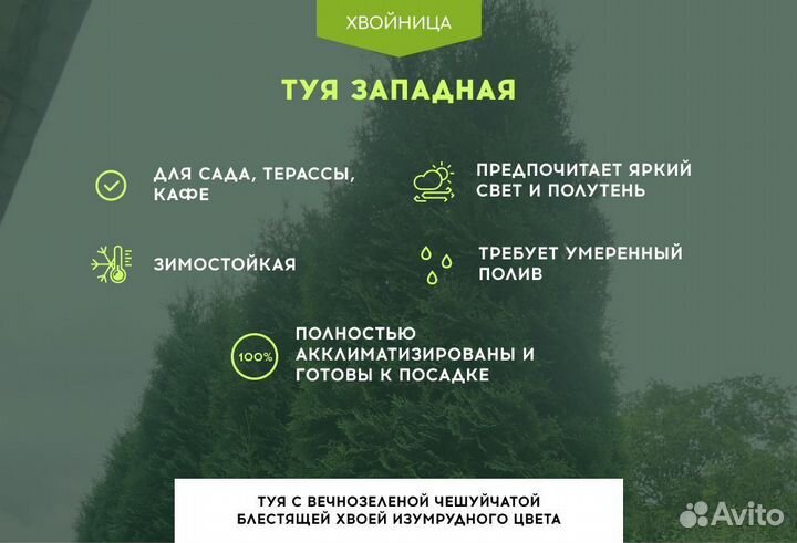 Туя Западная Колумна
