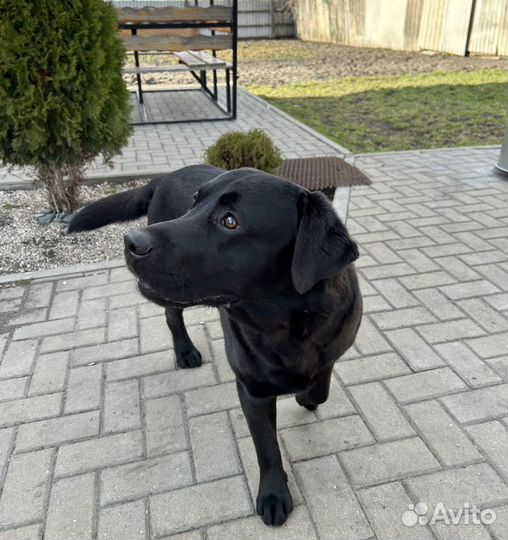 Кобель лабрадора вязка