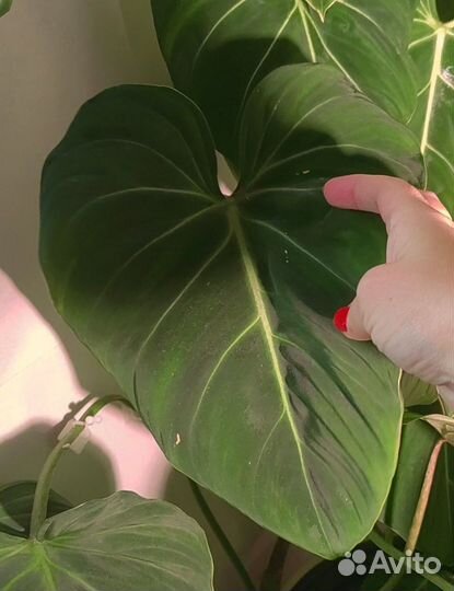 Филодендрон глориозум