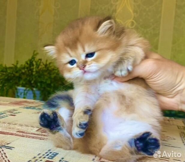 Золотой красавчик