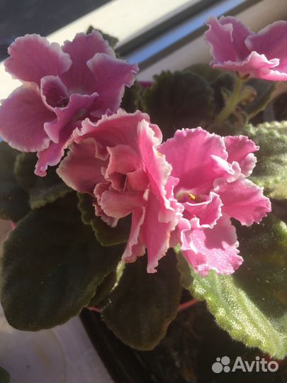 Цветущие фиалки