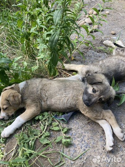 Щенки бесплатно