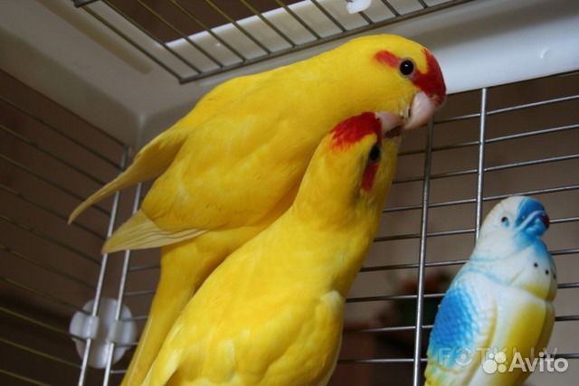 Попугайчики Какарики