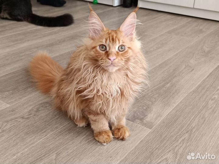 Котята из питомника