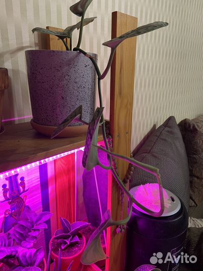 Стендапсус