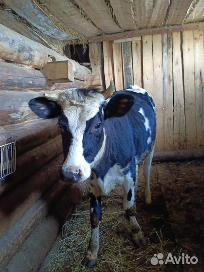 Телка стельная