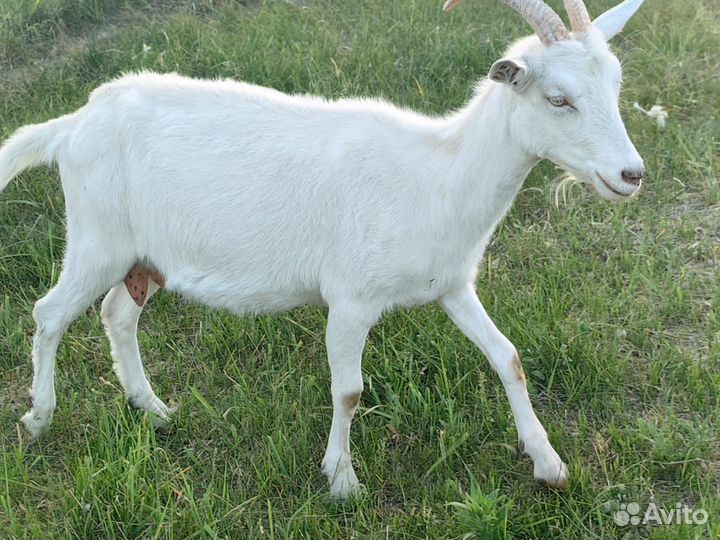 Коза и 2 козочки