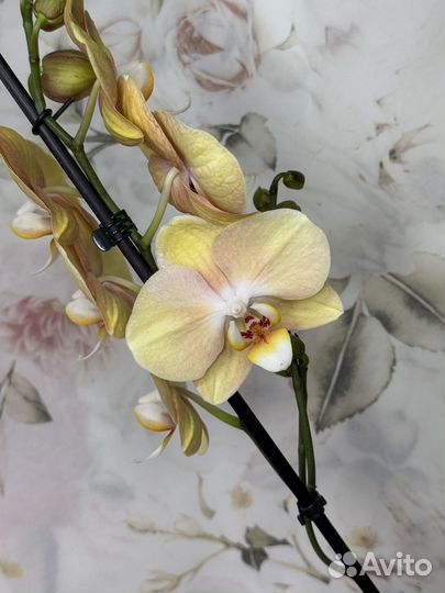 Орхидея фаленопсис