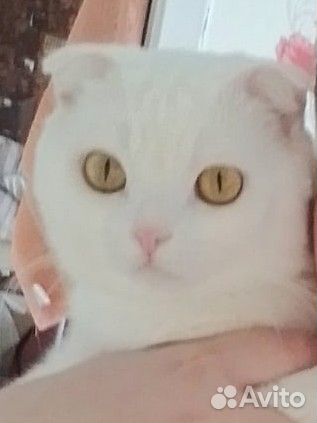 Шотландский вислоухий кот
