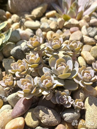 Горноколосник