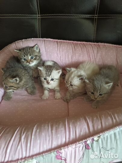 Британские котята