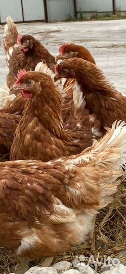 Куры молодки
