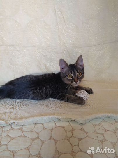 Котёночек в хорошие руки