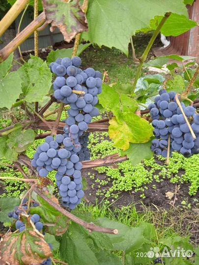 Виноград, Изабелла,на вино,компот