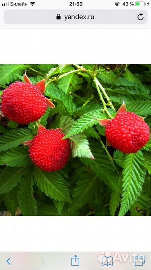 Тибетская малина саженцы