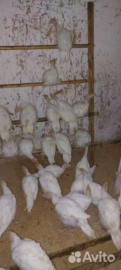 Индюшата биг-6