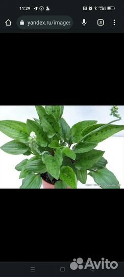 Дримиопсис пятнистый