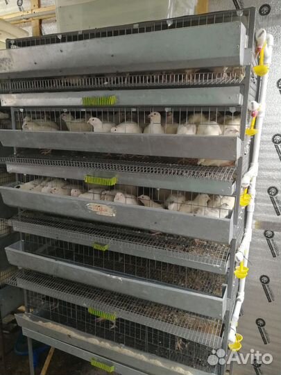 Клетки для перепелов,брудер