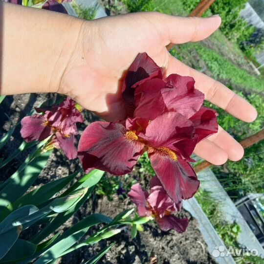 Ирисы бородатые бордовые, остаток 5 шт