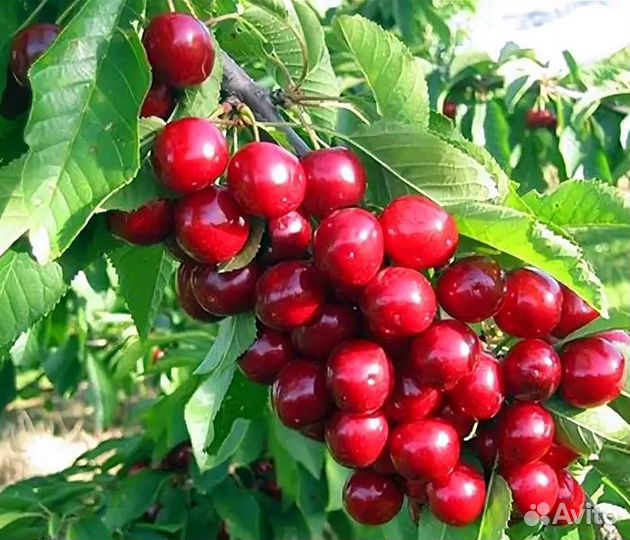 Саженцы колоновидной черешни Сильвия