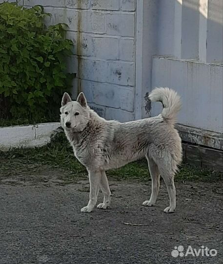 Лайка
