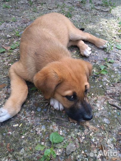 Собака умирает от скуки