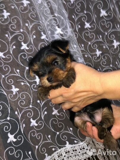 Йоркширский терьер