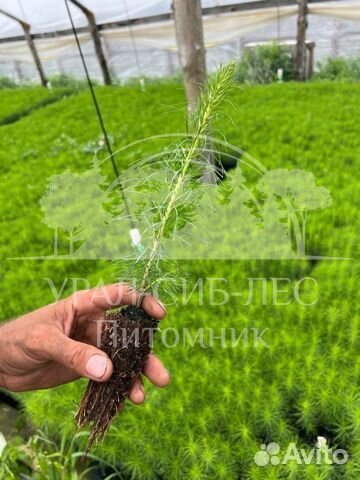 Зкс Сосна сеянцы Ели Лиственницы окс Голуб Горная